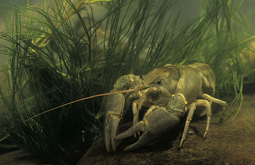 Cangrejo italiano (Austropotamobius italicus), la especie que se venía considerando autóctona de nuestros ríos (foto: José Luis Gómez de Francisco).