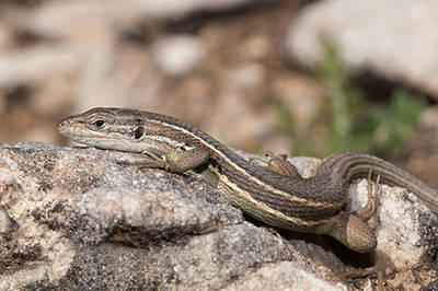 La lagartija colilarga es una especie que se ha visto muy afectada por los incendios en la sierra de Mijas (Málaga). Foto: José R, Moreno.