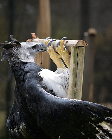 El águila harpía Tueri, recién llegada al centro de rescate de fauna El Ilitío, en la provincia de Cotopaxi (Ecuador). Foto: Sebastián Khon.