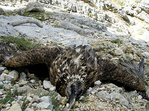 Cadáver de ‘Pontones’, uno de los quebrantahuesos que murió envenenado en la sierra de Castril (Granada). En su dorso se aprecia la antena del emisor que llevaba (foto: Junta de Andalucía).