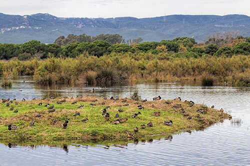 Grupo mixto de ánades reales y avefrías en Remolar-Filipines, una de las zonas legalmente protegidas del delta del Llobregat (foto: Miquel Pons / Wikicommons).
