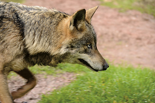 Primer plano de un lobo ibérico (foto: Antonio Pulido).