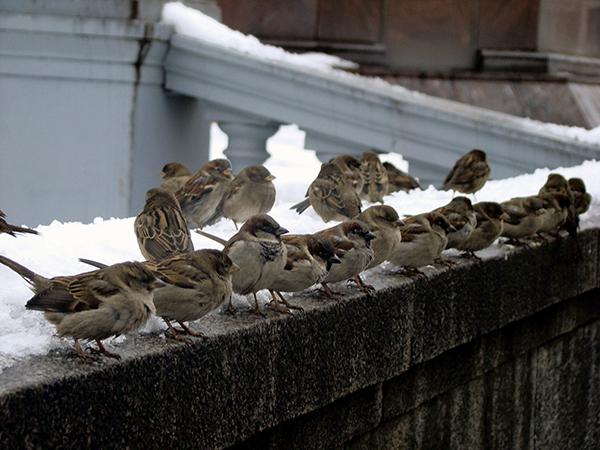 Grupo de gorriones en una barandilla en invierno (foto: Andrey / Wikicommons).