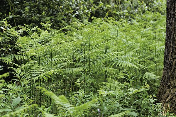 Los frondes del helecho águila se libran de los herbívoros debido a la gran cantidad de sustancias tóxicas que contienen.