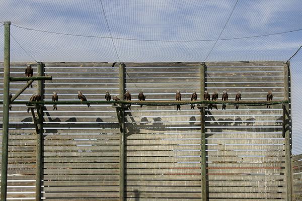Grupo de milanos reales en un jaulón del centro de cría de la especie de La Alfranca (Zaragoza). Foto: Gobierno de Aragón.