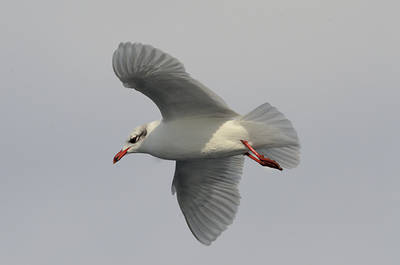 Gaviota cabecinegra en plumaje invernal.