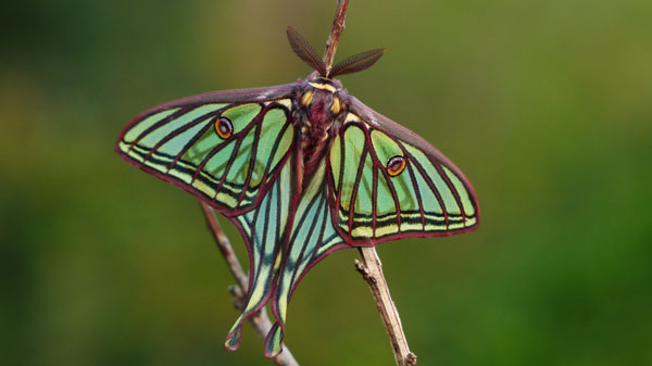 Macho de mariposa isabelina (foto: Yeray Monasterio y Ruth Escobés / Asociación Zerynthia).