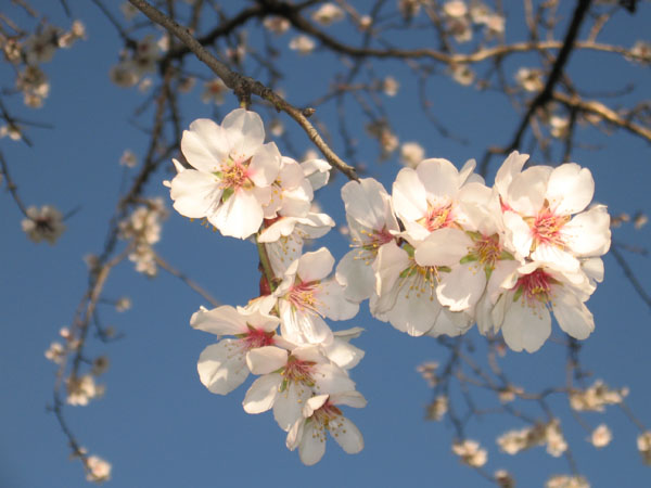 Flores de almendro (foto: Alessandro Zangrilli / Wikicommons).