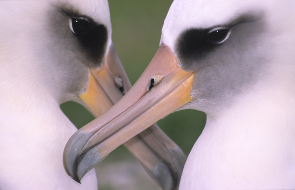 Pareja de albatros de Laysan en las islas Midway (Pacífico norte). Foto: Jacob González-Solís.