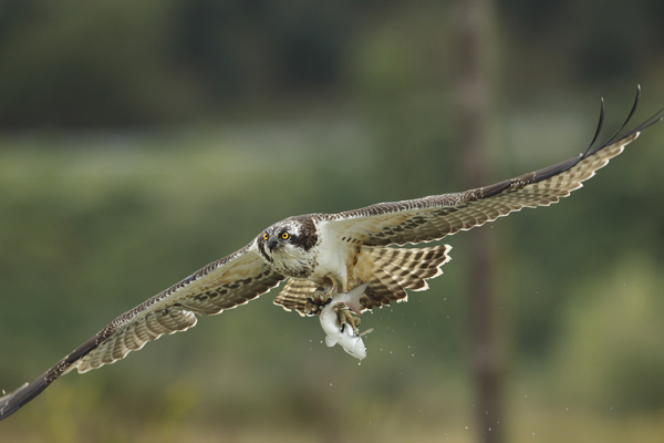 Águila pescadora con una presa entre las garras (foto: Joseba del Villar).