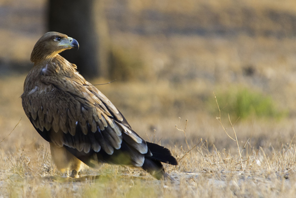 Águila imperial con la antena de su emisor visible. Este ejemplar es uno de los nacidos en 2015 que ha podido ser seguido por el norte de África (foto: autores).