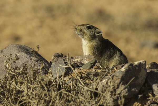 Ejemplar de jird gordo (Psammomys obesus) a la entrada de su hura en las llanuras del Draa (Marruecos). Foto: Miguel González.