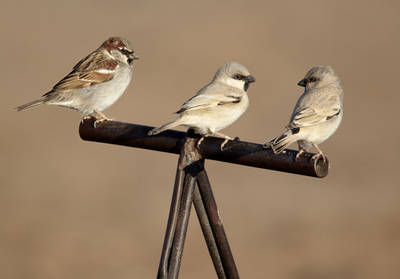 Gorrión común (izquierda) y gorriones saharianos sobre el pomo de una silla de dromedario (foto: Ignacio Yúfera).
