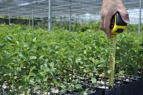 Planta en vivero, de unos tres o cuatro meses, del olmo Ulmus laevis (negrillo), al que no le afecta la enfermedad de la grafiosis (foto: LIFE+ 'Olmos vivos').