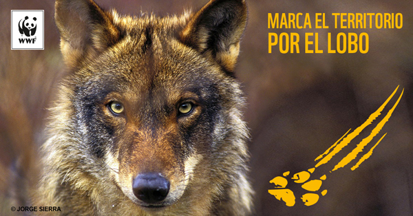 Imagen de cabecera de la campaña “Marca el territorio por el lobo”, de WWF España.
