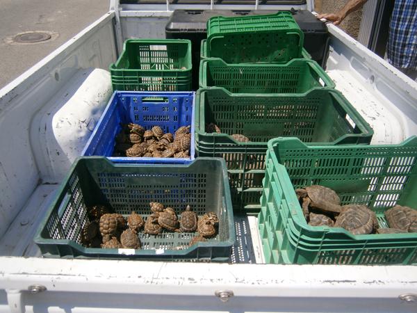 Tortugas moras cedidas por particulares de Almería a la Junta de Andalucía (foto: Eva Graciá).