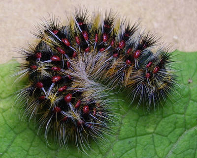 Oruga de la polilla verrugosa andaluza (Chondrostega escobesae). El nombre vulgar de la especie alude a sus conspicuas vesículas rojas (foto: Yeray Monasterio).