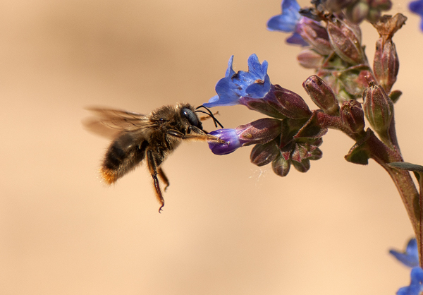 Xylocopa cantabrita es una especie de abeja de gran tamaño. En la fotografía, hecha en Doñana, está robando el néctar de una flor, pero es una buena polinizadora de muchas plantas (foto: Óscar Aguado).
