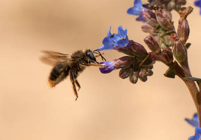 Xylocopa cantabrita es una especie de abeja de gran tamaño. En la fotografía, hecha en Doñana, está robando el néctar de una flor, pero es una buena polinizadora de muchas plantas (foto: Óscar Aguado).
