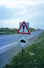 Nuevas señales de tráfico para evitar el atropello 
de animales silvestres