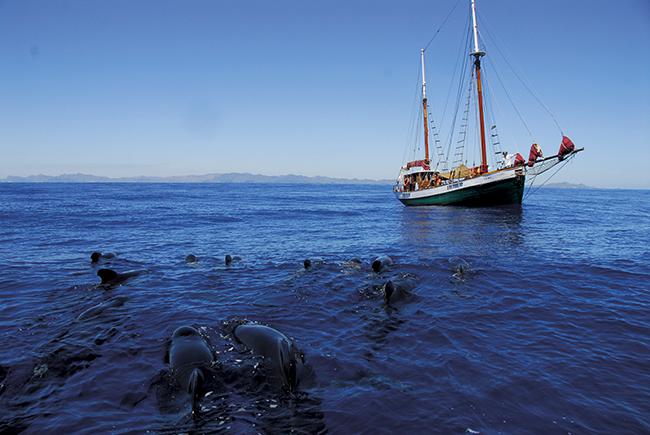 El velero Else navega junto a un grupo de calderones comunes en la costa de Cartagena (Murcia). Foto: Pedro García / Anse.