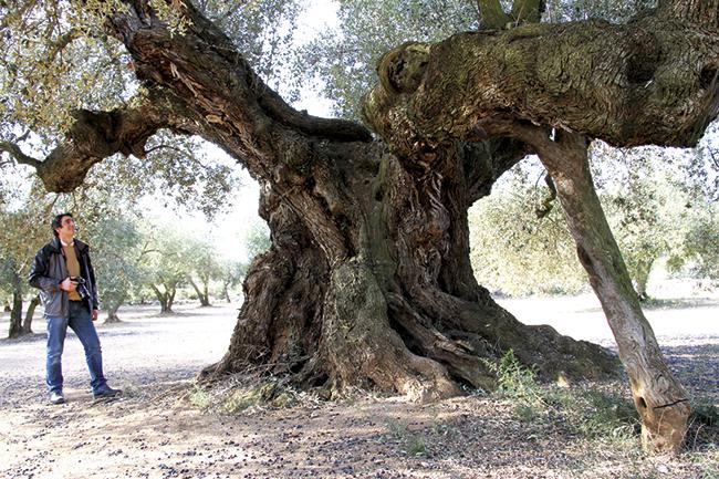 Olivo milenario de la comarca del Maestrazgo (foto: César Javier Palacios).