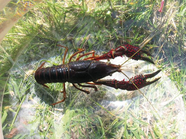 Cangrejo rojo (Procambarus clarkii), especie invasora en la península Ibérica (foto:  Duloup / Wikicommons).