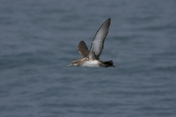 Pardela balear en vuelo (foto: J. M. Arcos – SEO/BirdLife).