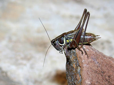 Cigarrón manchego (Roeseliana oporina) hallado en 2016 (foto: Mario García París).