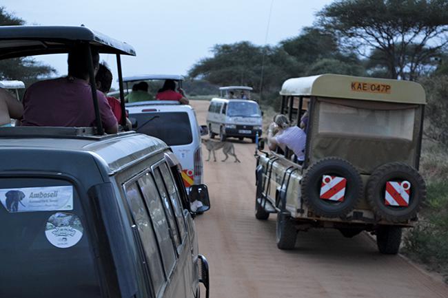 Varios vehículos con turistas rodean a un guepardo que cruza una pista en el Parque Nacional Tsavo Este (Kenia). Foto: Christopher T. Cooper / Wikicommons.