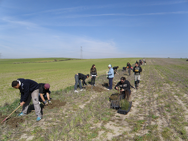 Varios voluntarios plantan un seto en un secano de Maqueda (Toledo). Foto: FIRE.