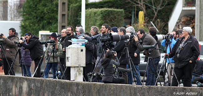 Participantes en Laridays 2016 observan gaviotas en el puerto de Ondárroa (Vizcaya). Foto: Asier Aldalur.