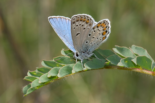 Macho de la mariposa niña del astrágalo sobre un astrágalo florido, su planta nutricia (foto: José Miguel Barea).