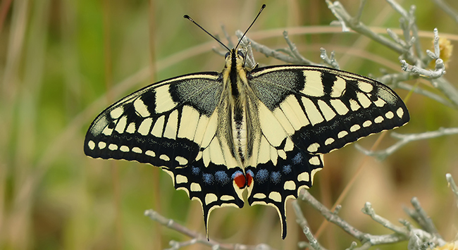 La macaón es una especie habitual en baldíos del entorno de muchas zonas urbanas (foto: Yeray Monasterio /Zerynthia).