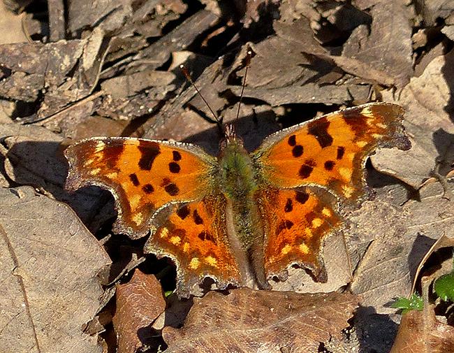 Polygonia c-album en actitud de reposo (foto: Mari Carmen de la Torre).