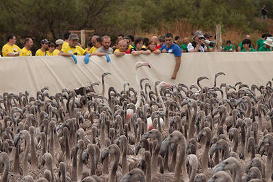 Pollos de flamenco en el corral de la laguna de Fuente de Piedra, antes de ser anillados (foto: Conchi Mateos).