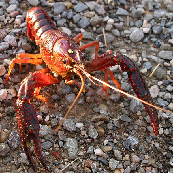 Cangrejo rojo (Procambarus clarkii). Foto: Roberto Ferrari / Wikicommons.