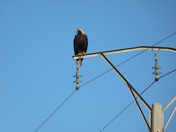 La hembra de águila imperial protagonista de esta historia, en un apoyo modificado cuando aún estaba con vida (foto: Fundación CBD-Hábitat).