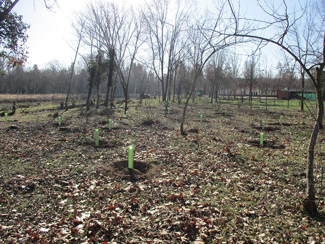 Aspecto de una de las plantaciones de olmos resistentes a la grafiosis realizada en Aranjuez (Madrid) el pasado febrero (foto: LIFE+ 'Olmos vivos').