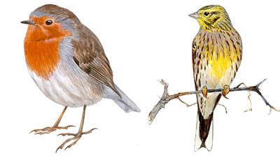 El petirrojo (a la izquierda) es una de las especies que se vería favorecida por el cambio climático en España. En cambio, el escribano cerillo (a la derecha), se vería perjudicado (dibujo: Juan Varela).