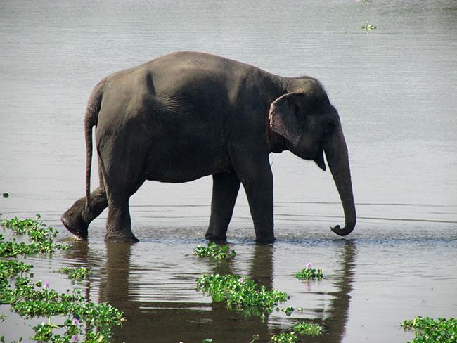Un elefante asiático camina dentro de un humedal (foto: Khan-Tanvir / Wikicommons).