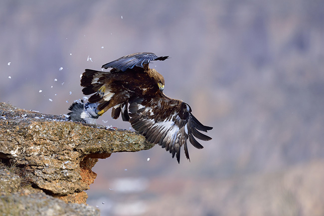 Dieta del águila real en el sur de España | Revista Quercus