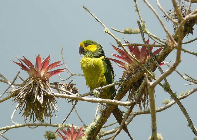 Ejemplar adulto de aratinga orejigualda (foto: Fundación ProAves).