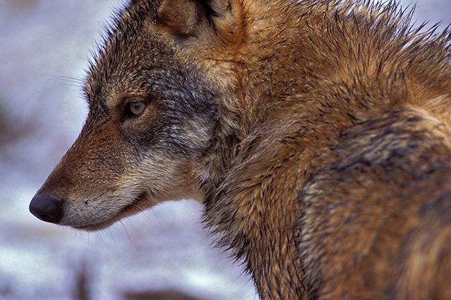 Primer plano de un lobo ibérico (foto: Jorge Sierra).