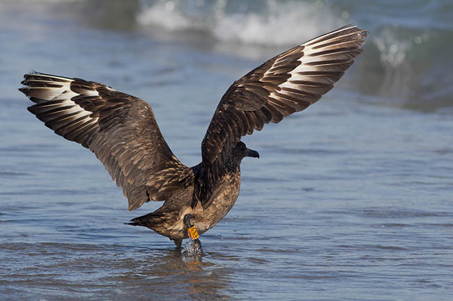 El págalo grande (Catharacta skua) encontrado en Estepona y liberado en Vélez-Málaga, una vez recuperado de su agotamiento.