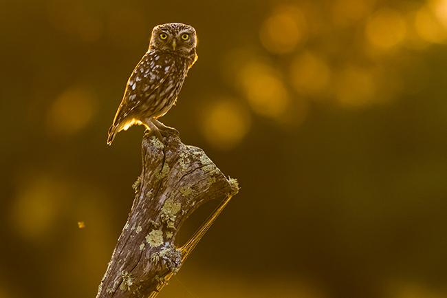 Mochuelo posado en el tronco de un árbol (foto: Yeray Seminario / Birding The Strait).