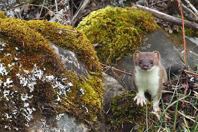 Armiño de la población cantábrica de la especie (foto: Héctor Ruiz).