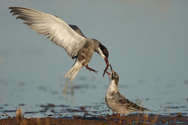 Fumarel cariblanco alimentando a uno de sus vástagos. En la imagen se observa que el pollo volandero tiene el capirote más gris y el cuello más blanco (foto: Rafael Palomo).