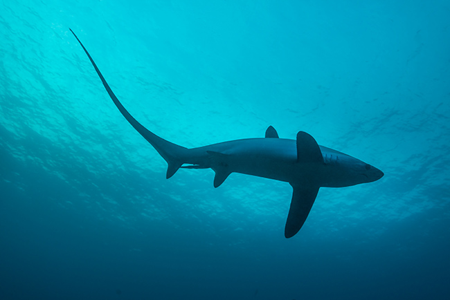 Tiburón zorro (Alopias vulpinus) en su medio. Puede apreciarse la longitud del lóbulo superior de su aleta caudal, que usa a modo de látigo para aturdir a los peces que le sirven de alimento (foto: Beara Creative / Shutterstock).