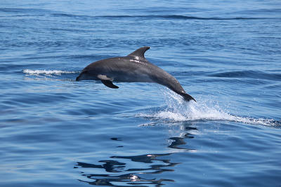 Salto de uno de los delfines mulares foto-identificados en la costa malagueña (foto: Marta González).